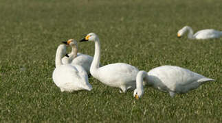 Tundra Swan