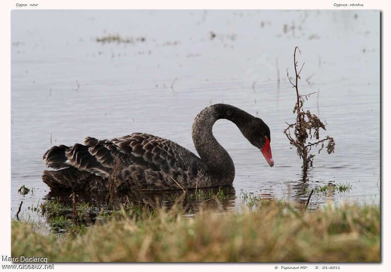 Black Swanjuvenile, identification