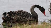 Cygne noir