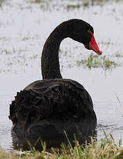 Cygne noir