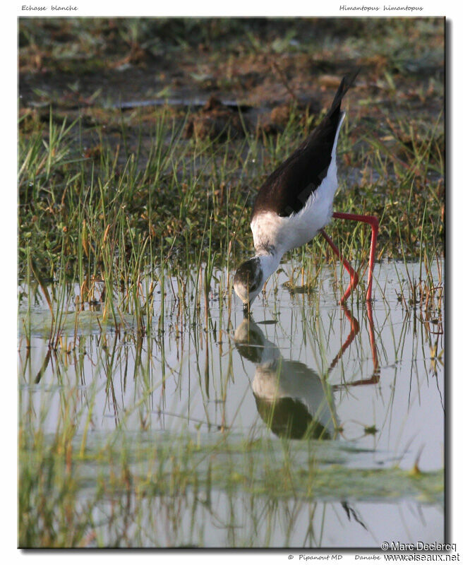 Black-winged Stilt, Behaviour