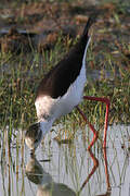 Black-winged Stilt