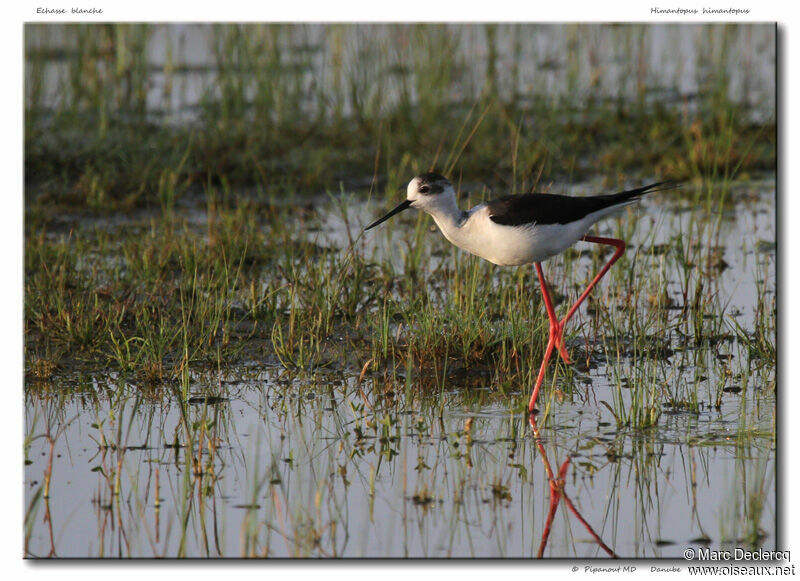 Black-winged Stilt, identification