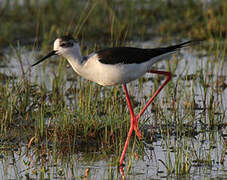 Black-winged Stilt