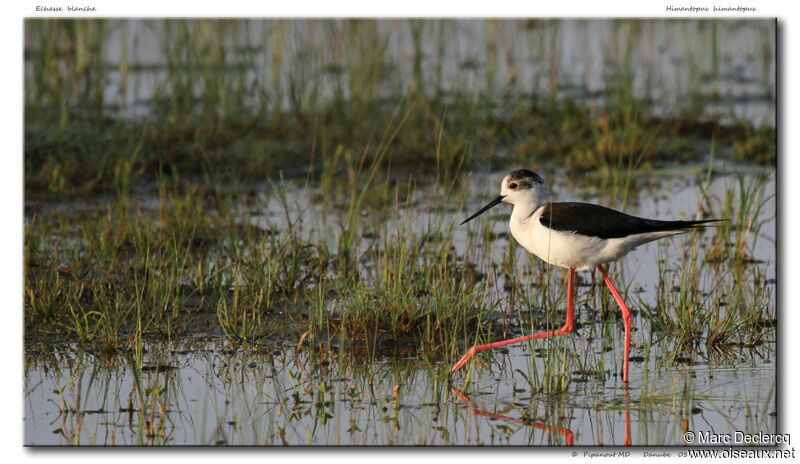 Échasse blanche, identification