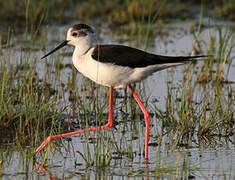 Black-winged Stilt