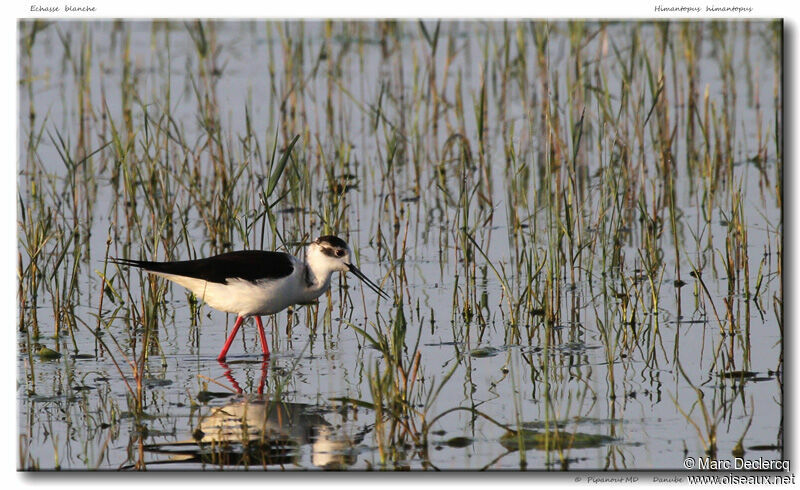 Black-winged Stilt