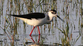 Black-winged Stilt