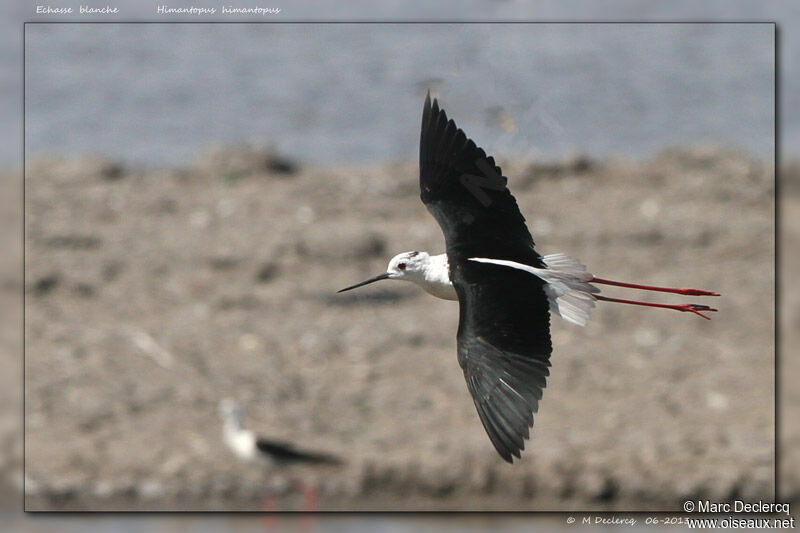Black-winged Stilt