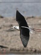 Black-winged Stilt