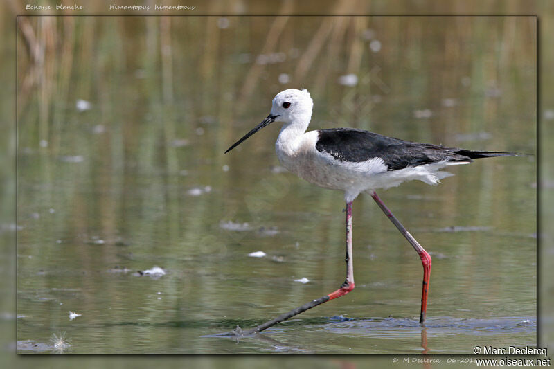 Black-winged Stilt