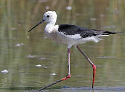 Black-winged Stilt