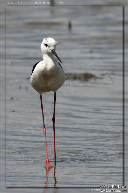 Black-winged Stilt