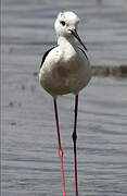 Black-winged Stilt