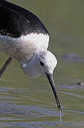 Black-winged Stilt