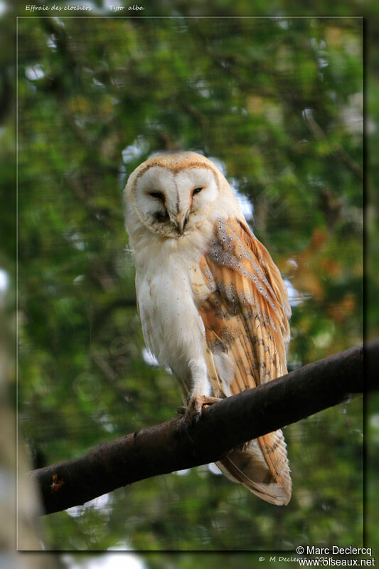 Western Barn Owl