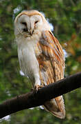 Western Barn Owl