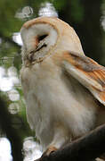 Western Barn Owl