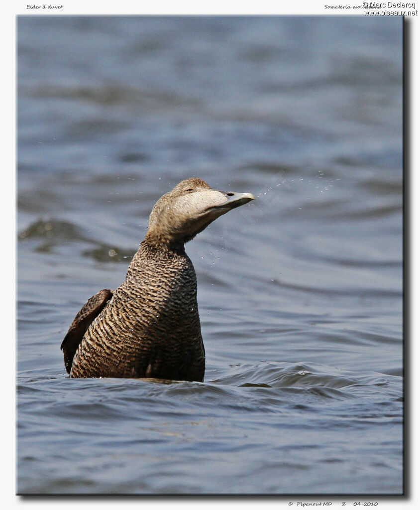 Common Eider female