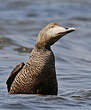 Eider à duvet