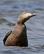 Eider à duvet