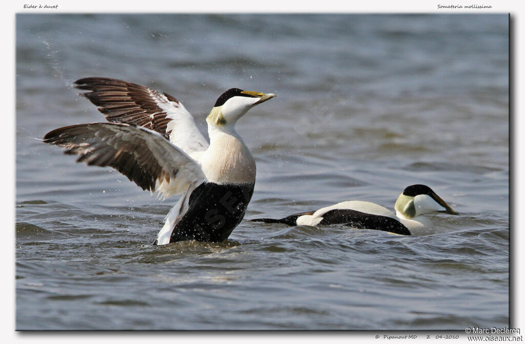 Eider à duvet mâle