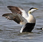 Common Eider