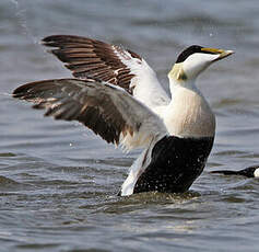 Eider à duvet