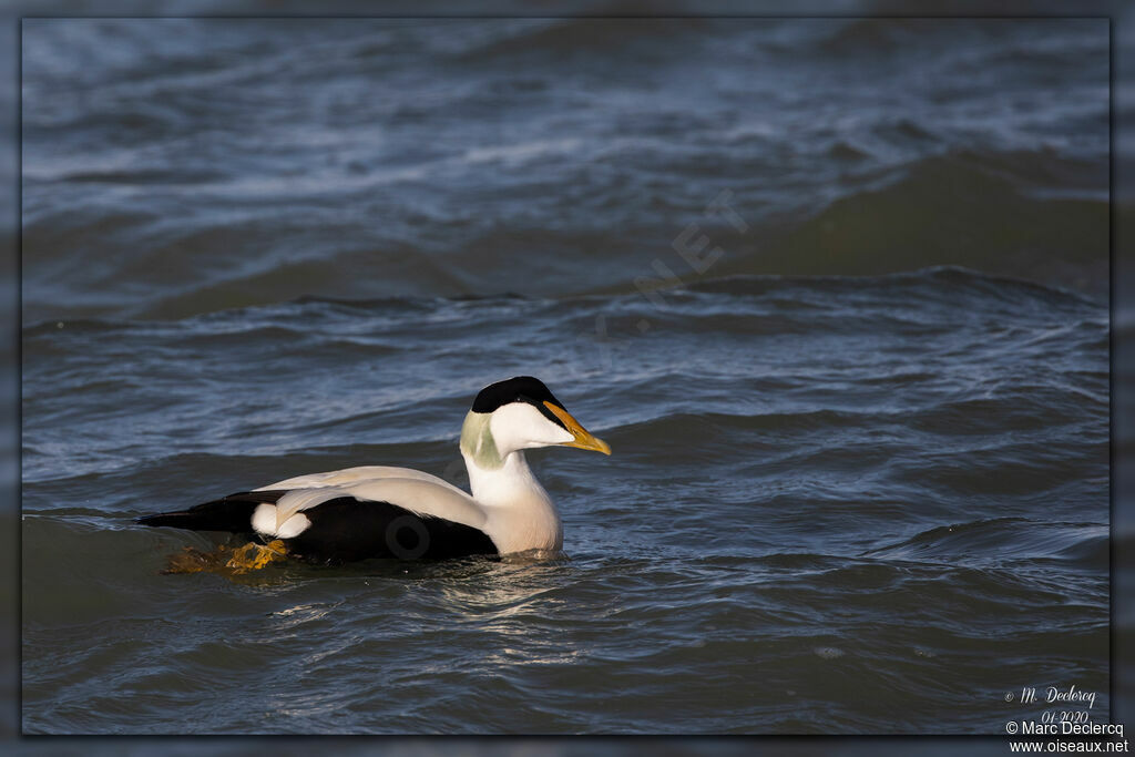 Eider à duvet