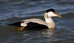 Eider à duvet