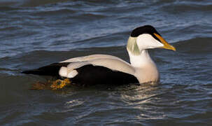 Common Eider