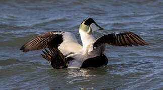 Eider à duvet