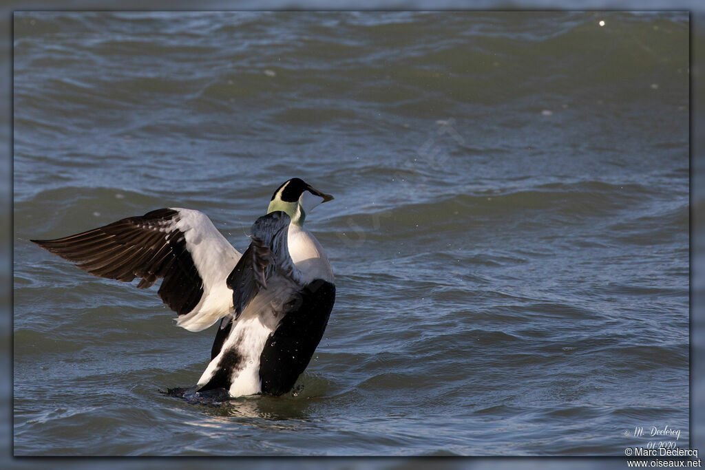 Common Eider