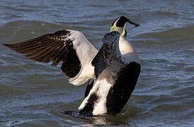 Eider à duvet