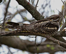 European Nightjar