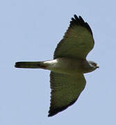 Levant Sparrowhawk