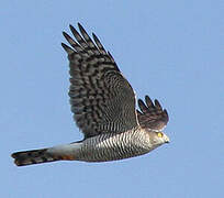 Eurasian Sparrowhawk