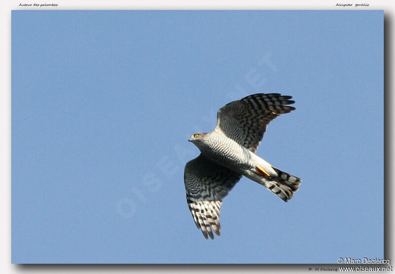 Eurasian Sparrowhawk, Flight