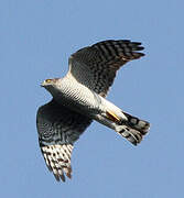 Eurasian Sparrowhawk