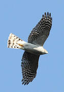 Eurasian Sparrowhawk