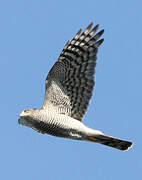 Eurasian Sparrowhawk