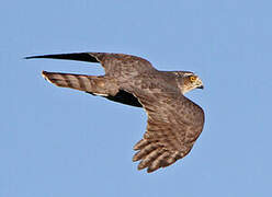 Eurasian Sparrowhawk