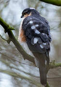 Eurasian Sparrowhawk