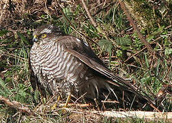 Eurasian Sparrowhawk