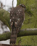 Eurasian Sparrowhawk