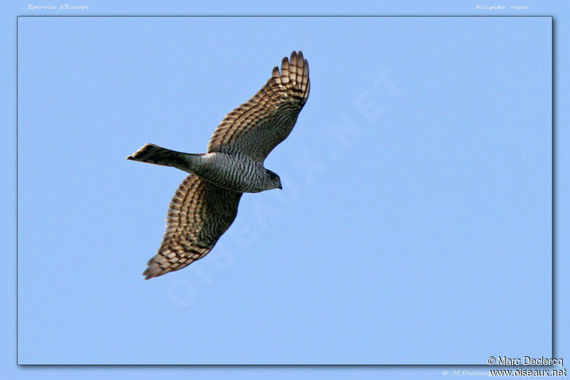 Eurasian Sparrowhawk, Flight