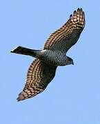 Eurasian Sparrowhawk