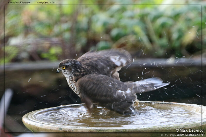 Eurasian Sparrowhawk