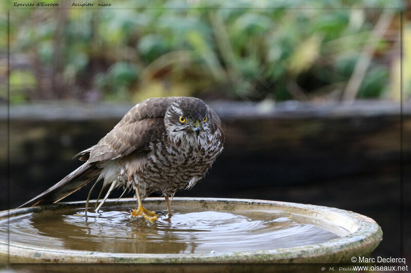 Eurasian Sparrowhawk