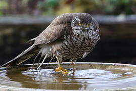 Eurasian Sparrowhawk